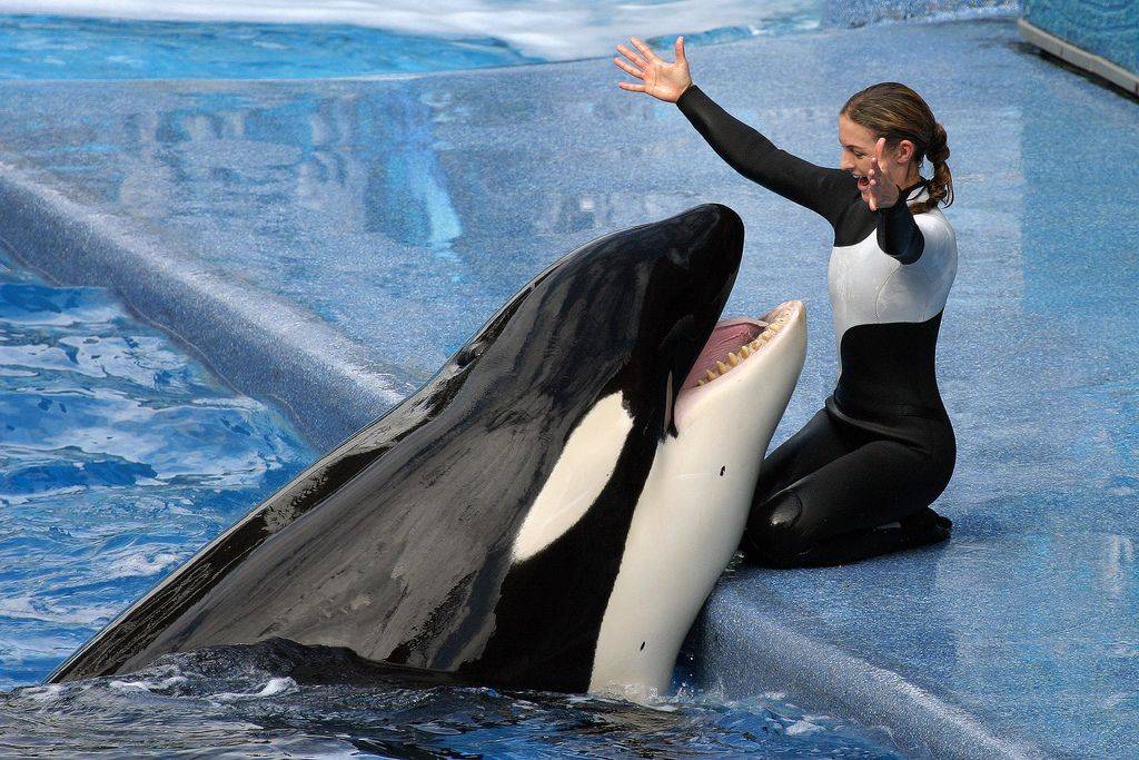 الحقائق تكشف زيف قصة جيسيكا رادكليف