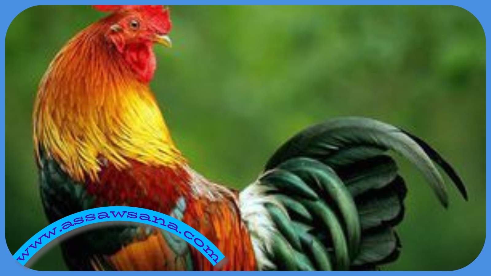 الديك في الحلم 