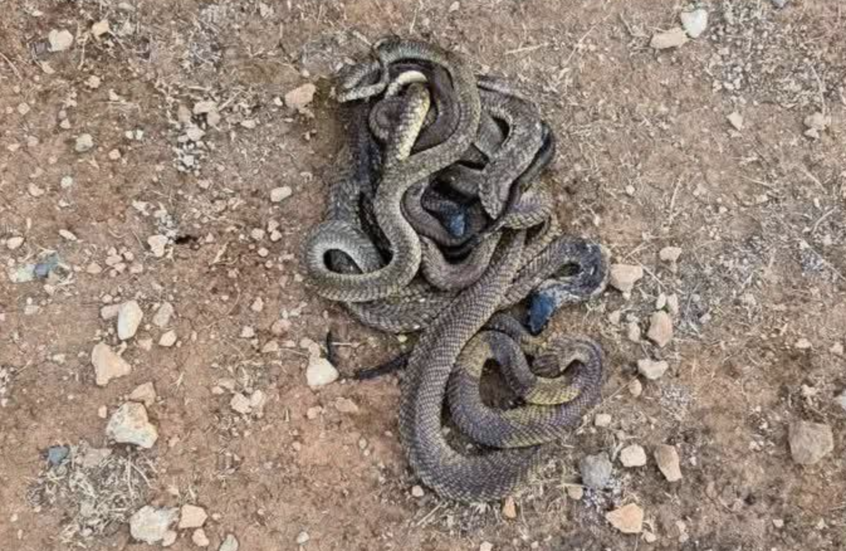 إطلاق كوبرا درنة يربك وزارة البيئة الليبية