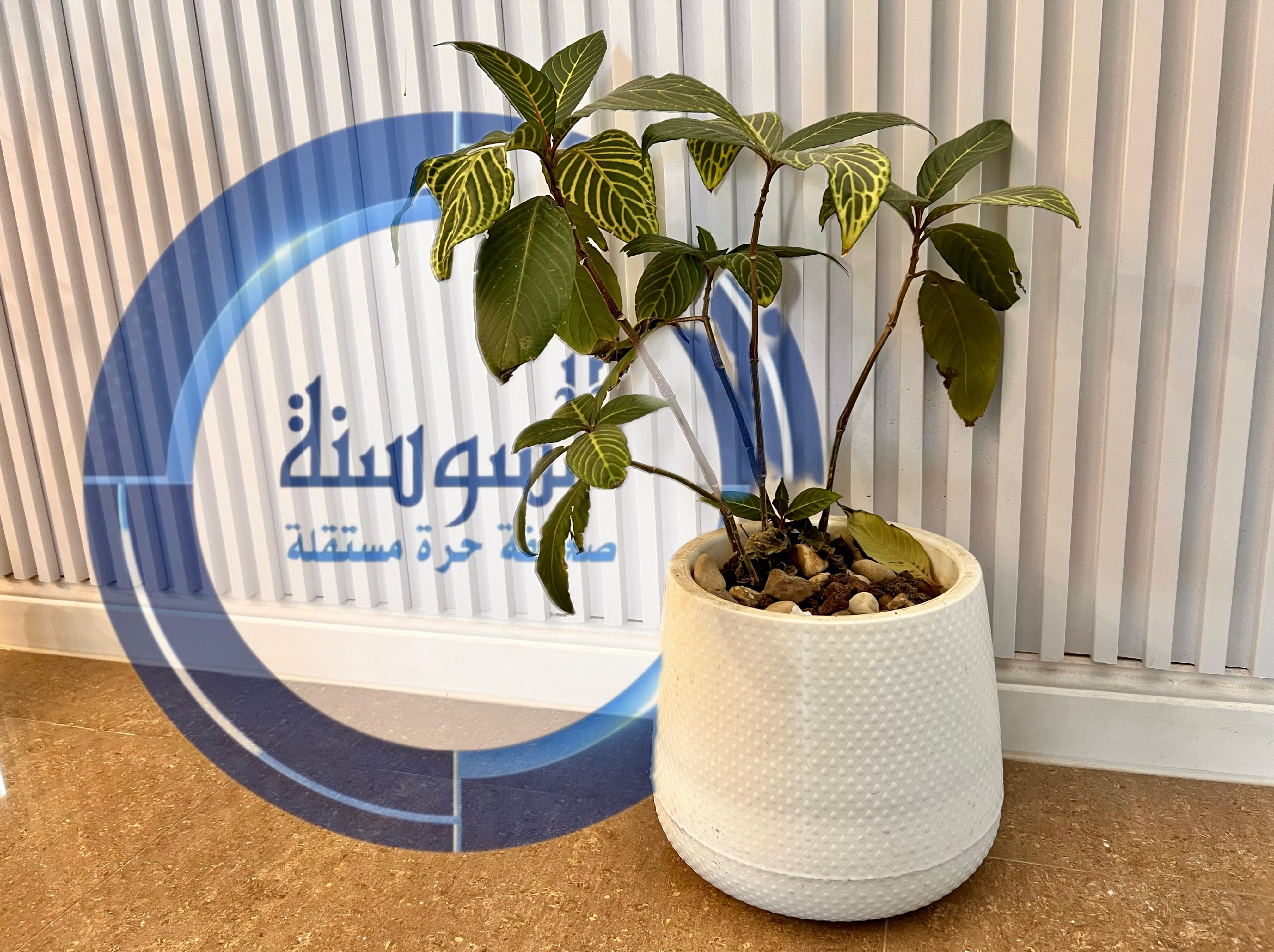 كيف تبتلع النباتات المنزلية سموم التطور العمراني؟