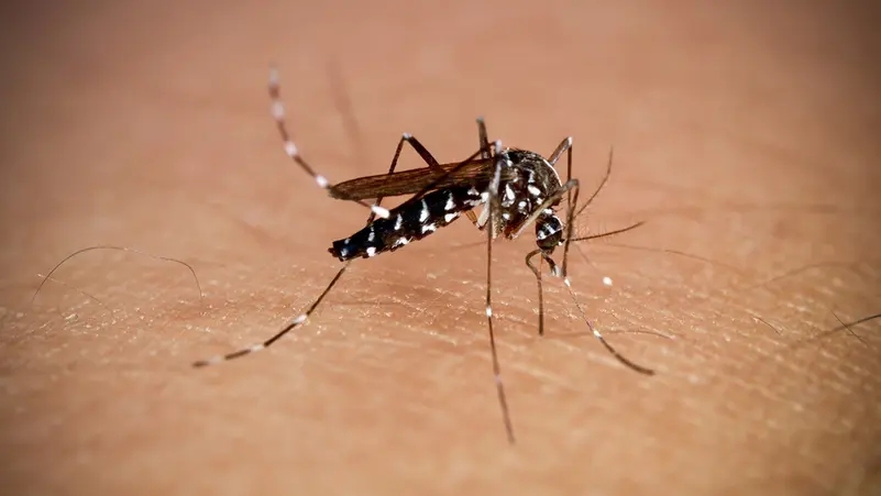 تفشي فيروس شيكونغونيا في جنوب الصين