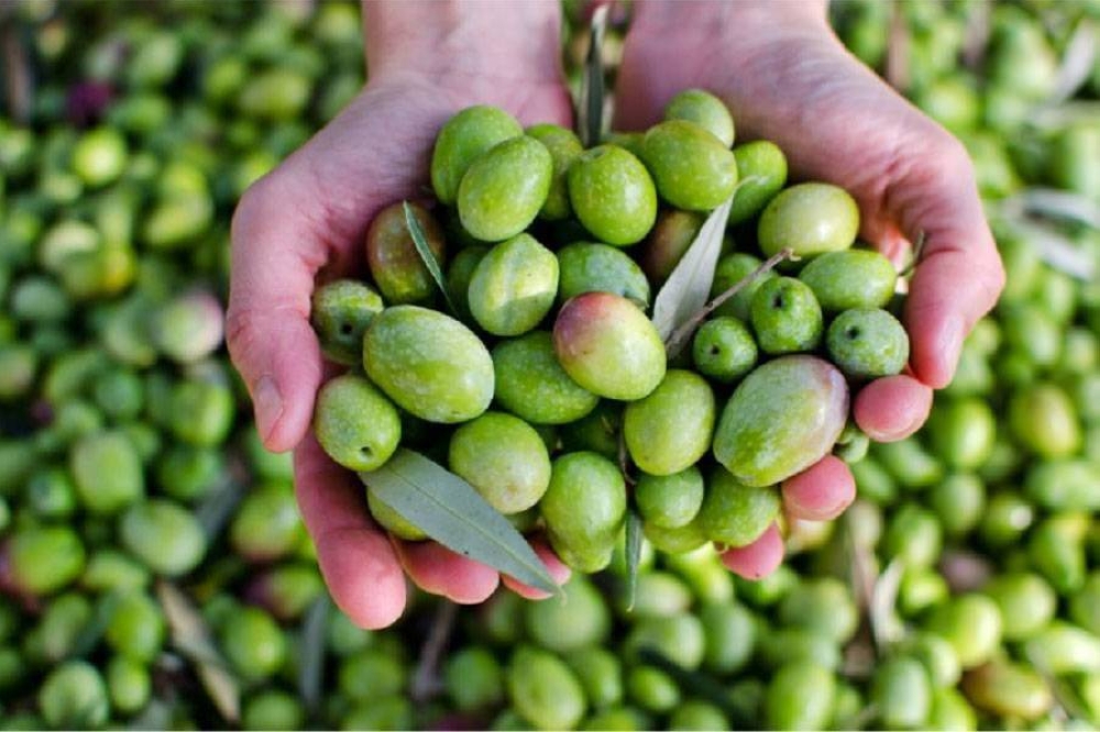 زراعة الكورة تدعو لاختيار أفضل الطرق قبل نقل الزيتون إلى المعاصر