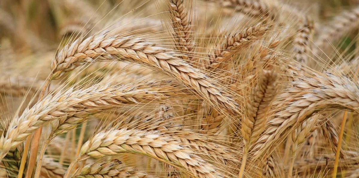 الصناعة: رفع القدرة التخزينية للقمح والشعير إلى 2.3 مليون طن 