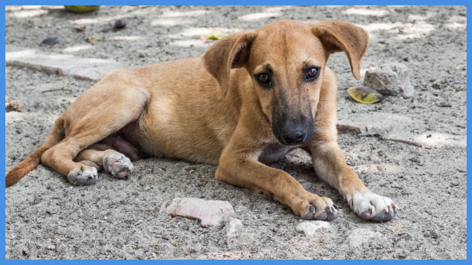 بعد تداول فيديو ..  بلدية تتبرأ من قتل الكلاب الضالة