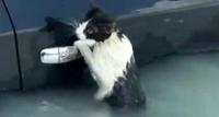 شرطة دبي تنقذ قطة من الغرق ..  فيديو 