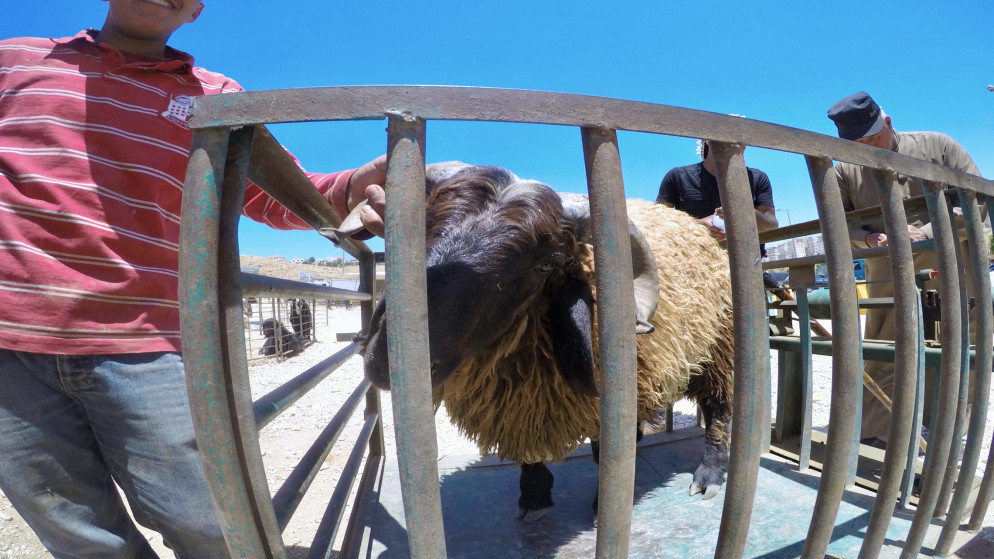 ترجيح وصول قرابة 50 ألف رأس من الأغنام الحية خلال الأيام المقبلة