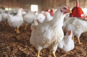 اتحاد المزارعين يكشف السبب الحقيقي لارتفاع أسعار الدجاج
