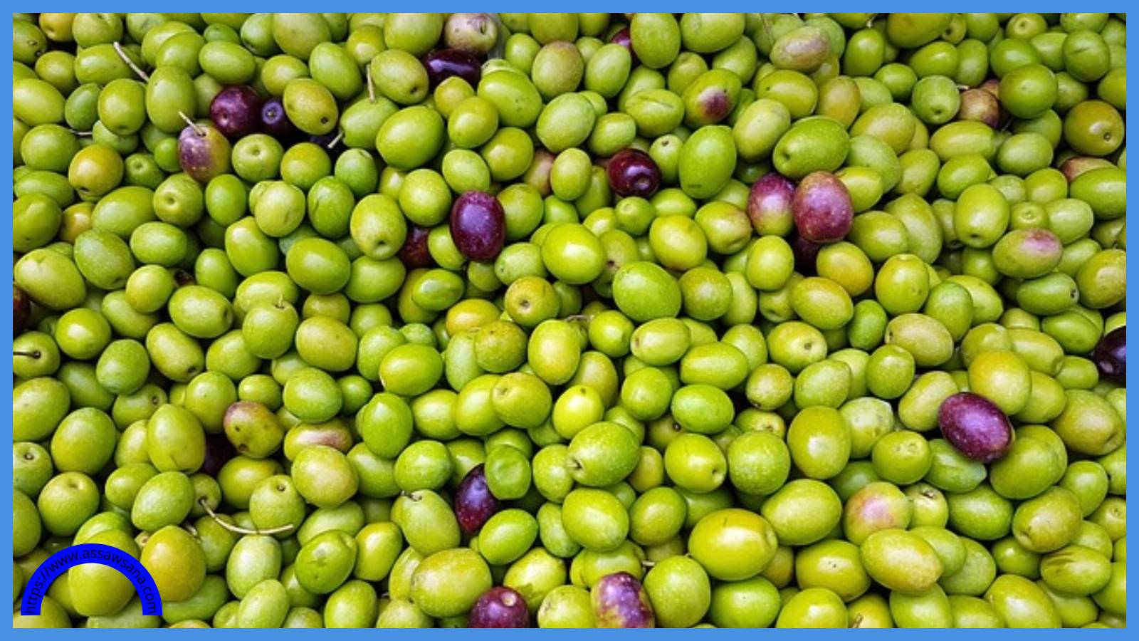 انطلاق مهرجان أرض الزيتون في عمّان