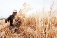 استهلاك الأردنيين من القمح سنويا ونسبة الإنتاج المحلي .. تفاصيل