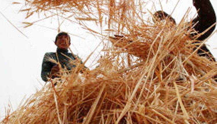 حكومة الخصاونة:تثبيت سعر بيع الشعير للأغنام فقط