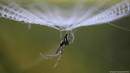 خيوط العنكبوت أقوى من الفولاذ وأكثر مرونة من الكيفلار