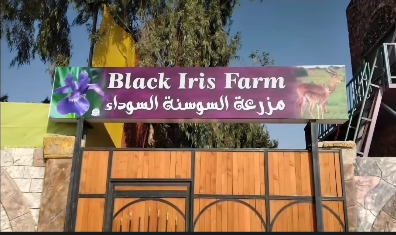 السوسنة السوداء ..  حكاية ترخيص أم أزمة حوكمة؟