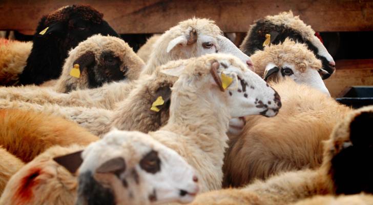 تنويه هام من بلدية الطيبة بخصوص مخلفات الأضاحي