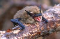 فيروس جديد ينتقل من الخفافيش إلى البشر