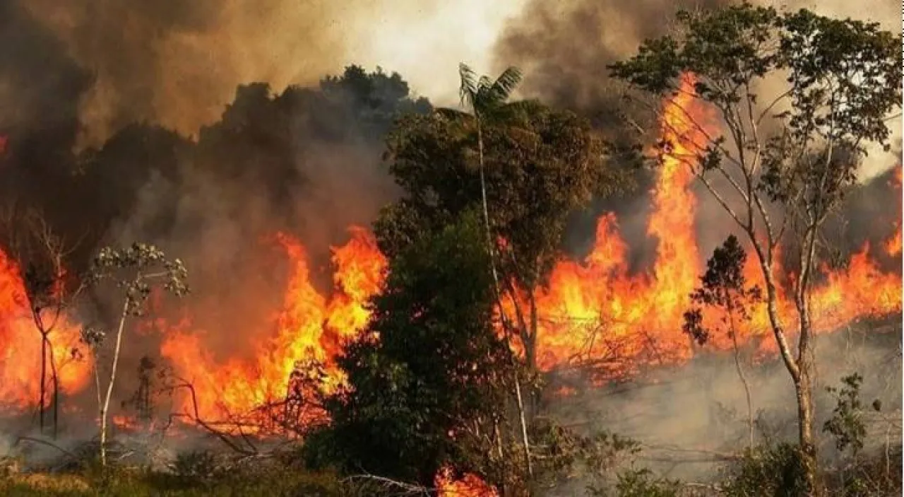 إرشادات لتجنب اندلاع حرائق الغابات والأعشاب