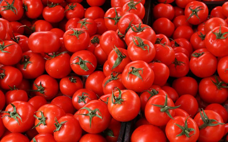 توقعات بانخفاض سعر البندورة اعتباراً من اليوم