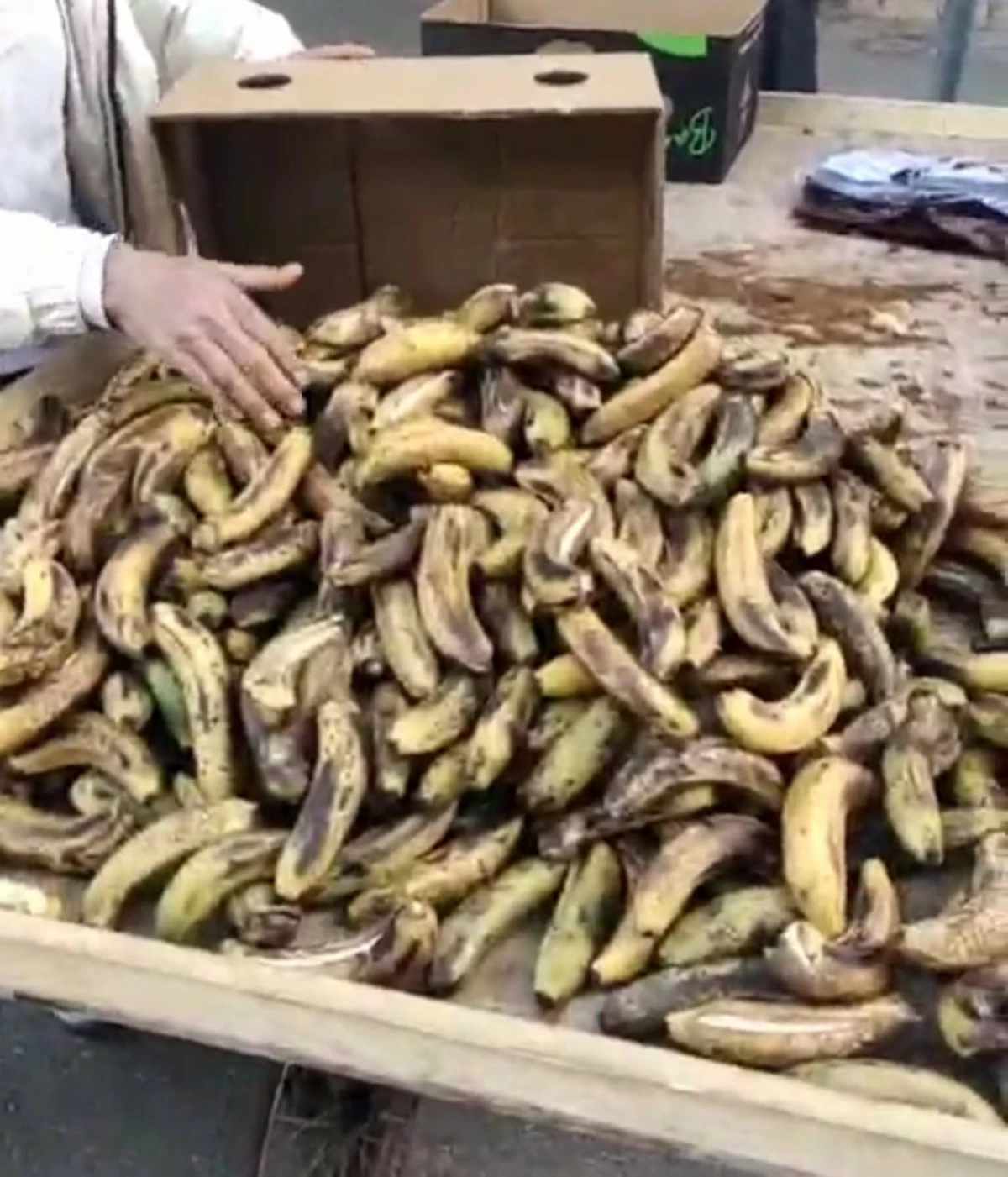 بلدية إربد تتلف 1188 كيلوغراماً من الموز الفاسد