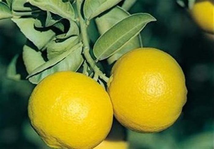 مطالبة بوقف تصدير الخيار والسماح باستيراد الليمون