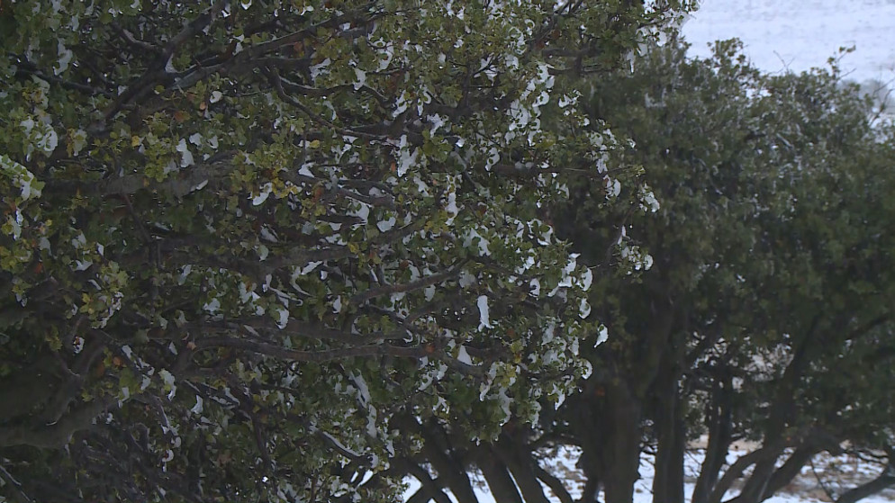 وزارة الزراعة: الهطولات المطرية مبشّرة حتى الآن