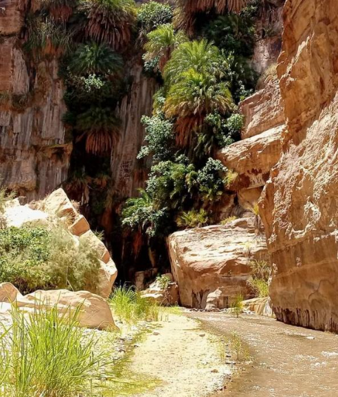انخفاض معدلات الأمطار تنقص منسوب ينابيع الطفيلة