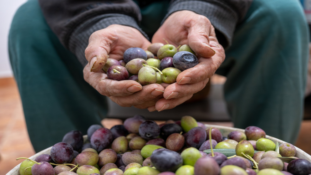 وزارة الزراعة تبدأ بتنفيذ برنامج الإدارة المتكاملة لآفات الزيتون