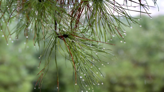 الزرقاء تحقق معدلها المطري السنوي مبكرا بعد الأغوار الجنوبية