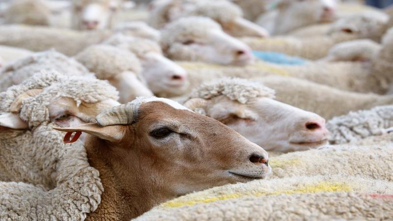 إجراءات حازمة بحق مقيمي أسواق بيع المواشي دون ترخيص