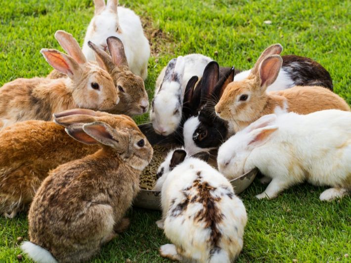 إمرأة تنجب 15 أرنبا ..  تفاصيل ستدهشك