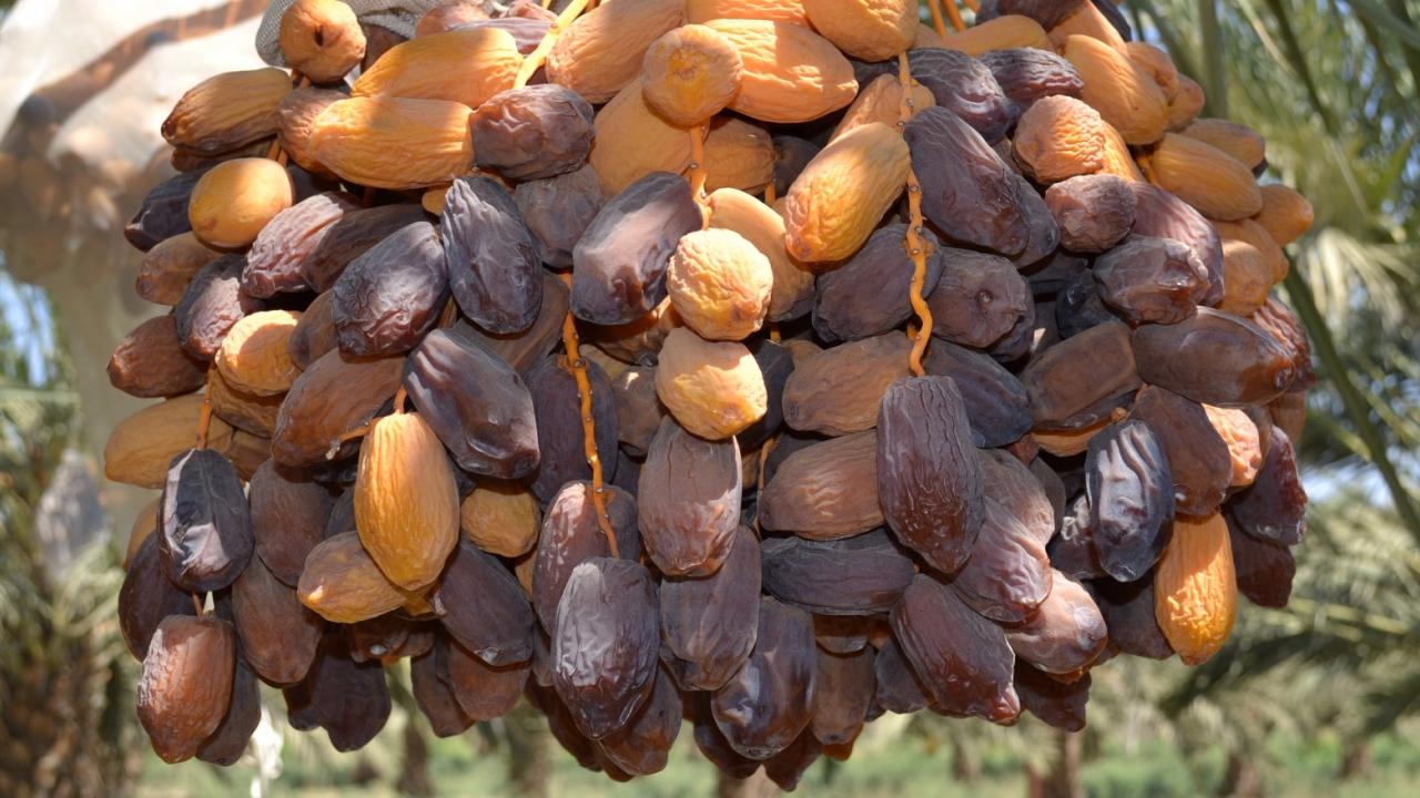 نصف مليار دولار استثمارات التمور بالأردن ..  والأغوار تقود الإنتاج العالمي للمجهول