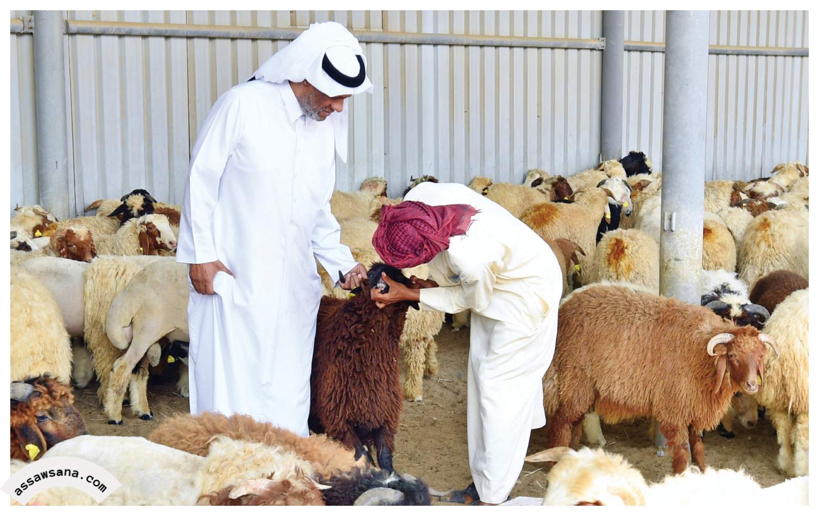السعودية: تجميد 820 ألف أضحية بتقنيات حديثة لحين توزيعها 