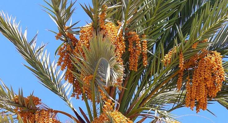 نخيل الاغوار يعزز حضور التمور الأردنية