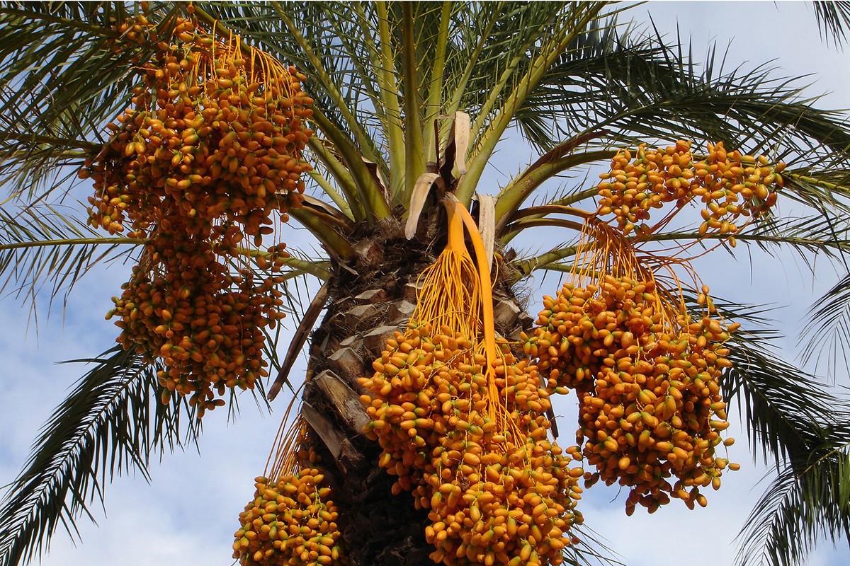 زراعة النخيل في العقبة تتحول إلى صناعة واعدة