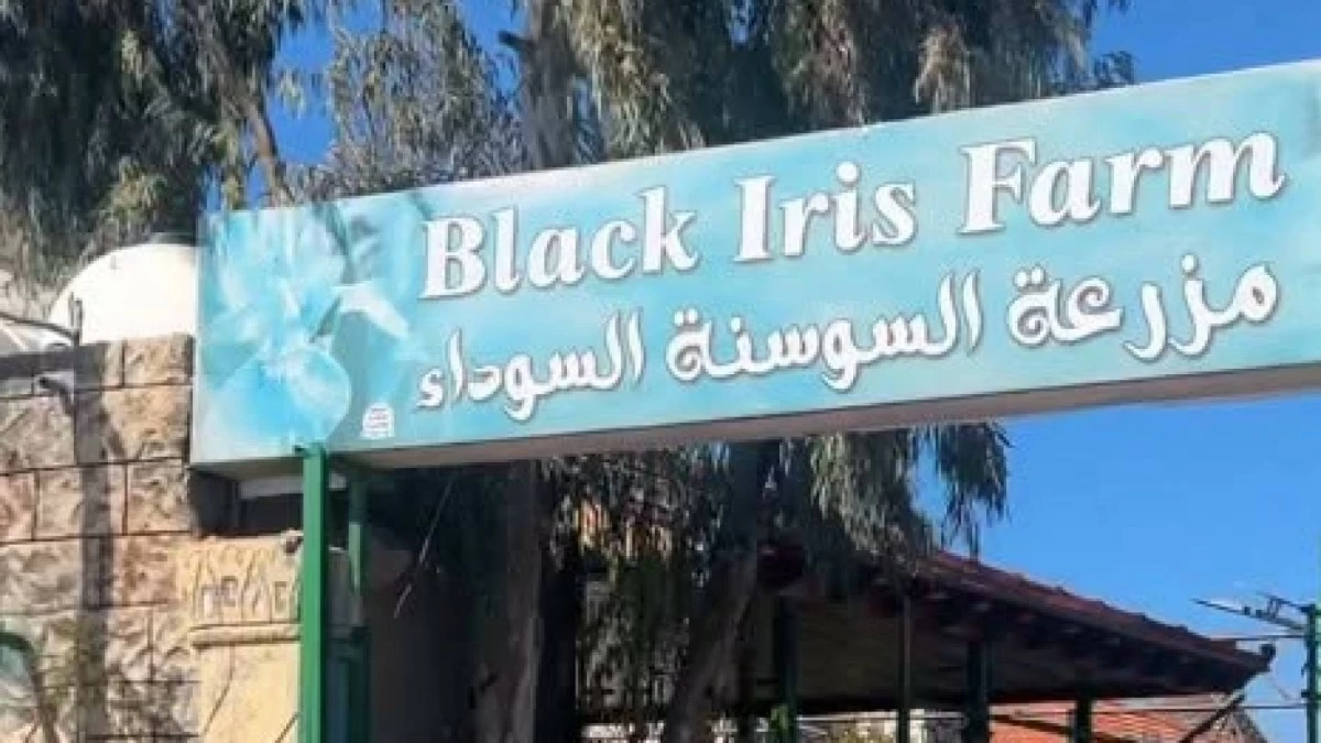 مزرعة السوسنة السوداء: بعضُ المنصات تُغيِّب حقَّ الجمهور بالمعرفة والمساءلة