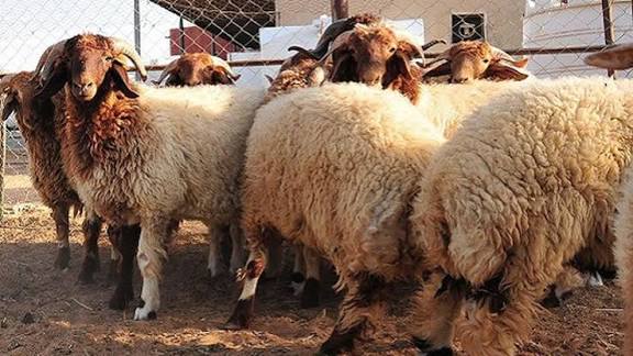 الزراعة النيابية تناقش استيراد الحليب المجفف وتصدير الخراف ومشاريع الحراج