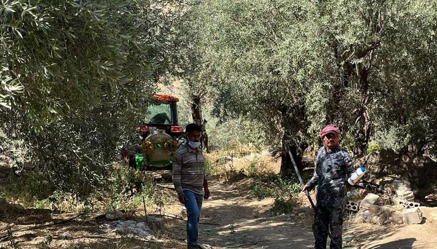 بصيرا: يوم حقلي لتوعية مزارعي الزيتون بالآفات