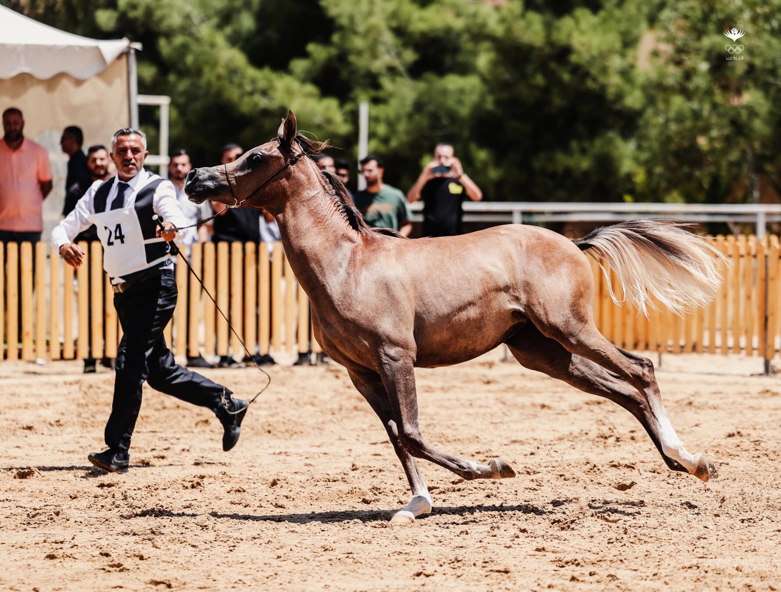 انطلاق بطولات الأردن الوطنية للخيول العربية الأصيلة 2024
