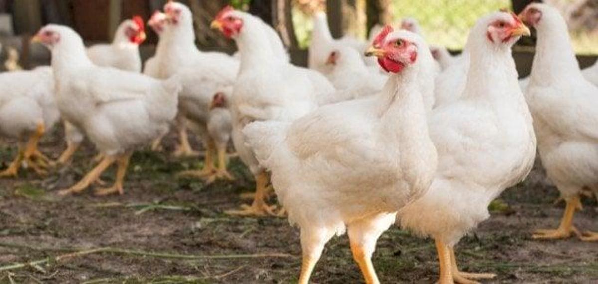 البرماوي: ارتفاع أسعار الدجاج غير مبرر