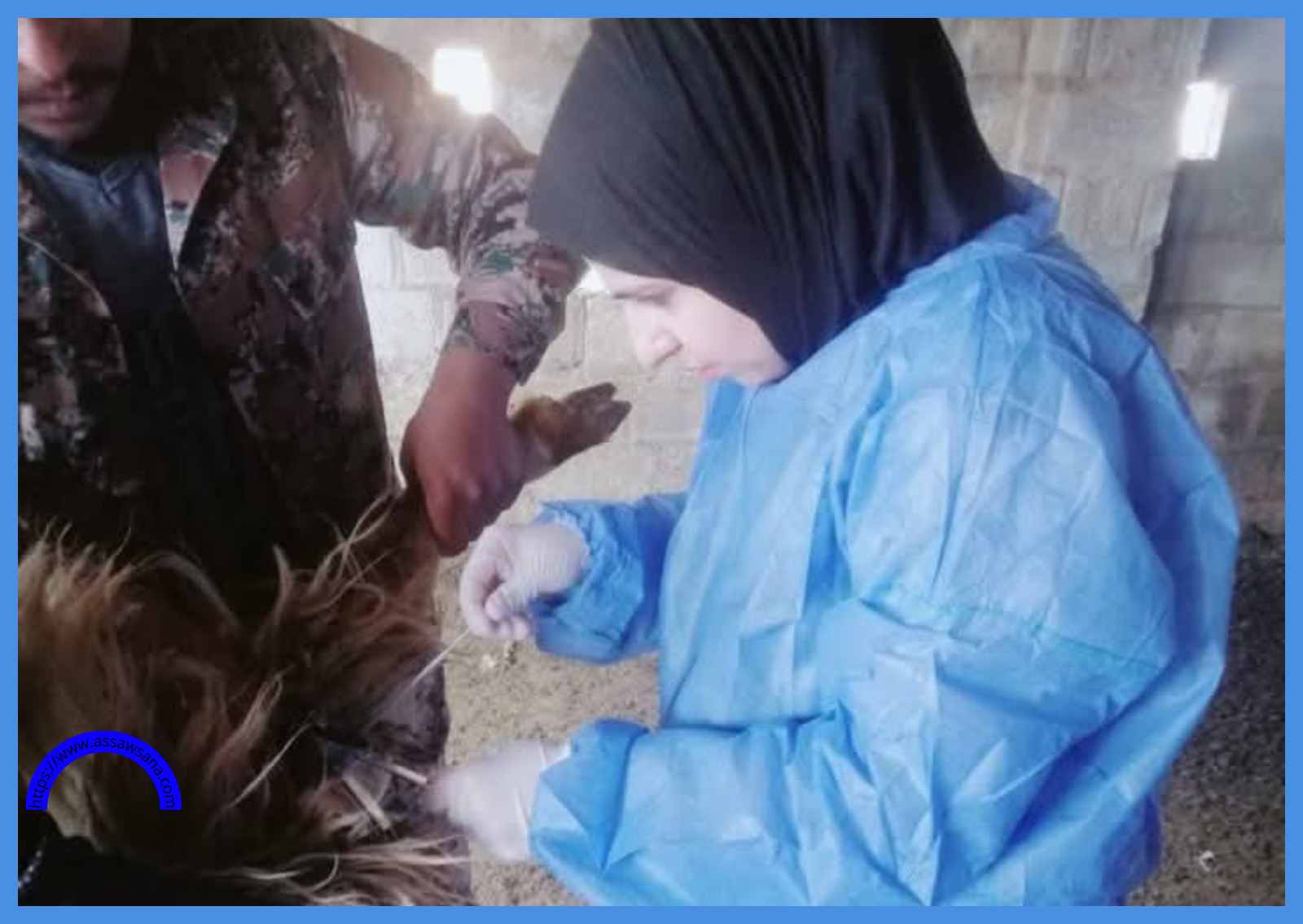 إجراء عمليات التلقيح الصناعي للأغنام في المفرق
