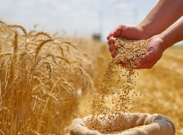 الصوامع: مخزون القمح يكفي 10 أشهر والشعير 8