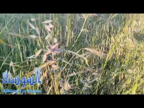 في ايار شمال الاردن مازال أخضراً