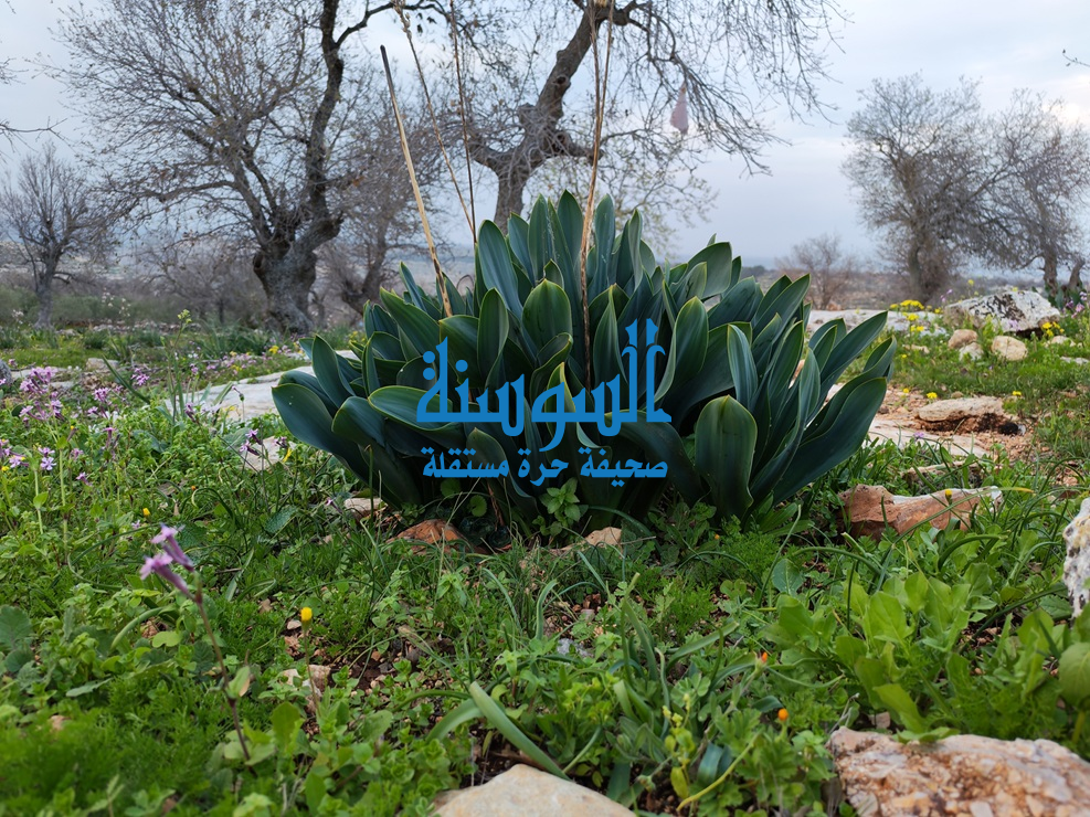 في الأردن لا تتحدّث الأرض إلا بلغة الخُضرة… والعيصلان عنوانها