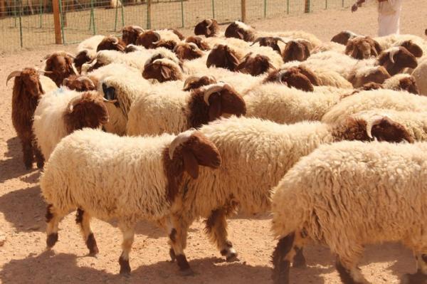 السعودية ترفع حظر استيراد الأغنام من الأردن