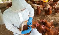 دعوات لاتخاذ الإجراءات الوقائية ضدّ انفلونزا الطيور ..  تفاصيل