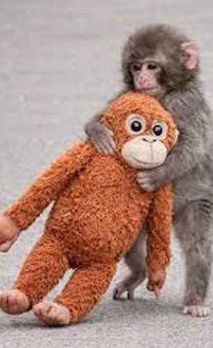 قرد يتيم يحتضن دمية ..  و«ديونغلشوج» ينفد حول العالم