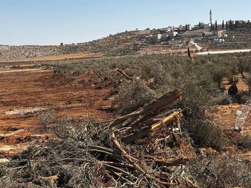 الجيش الإسرائيلي يصدر أوامر بالاستيلاء على 200 دونم من أراضي جنين