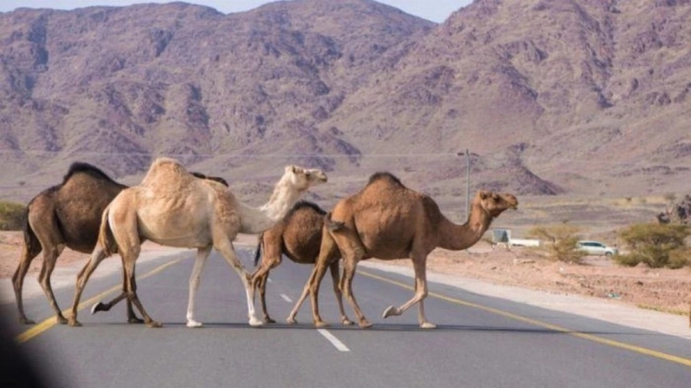 إمهال أصحاب الإبل السائبة بالعقبة ‏48 ساعة لجمعها بحظائر