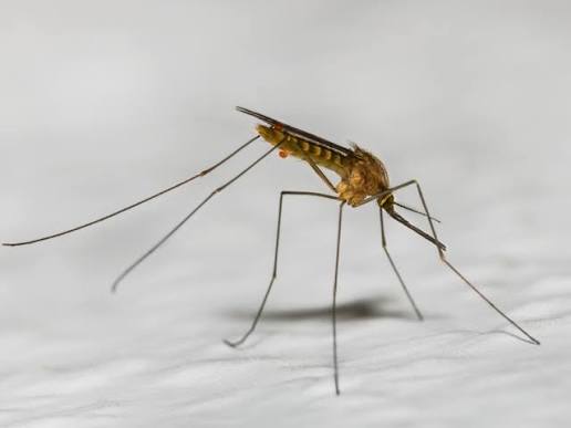 لماذا ينجذب البعوض لبعض الاشخاص اكثر من غيرهم 