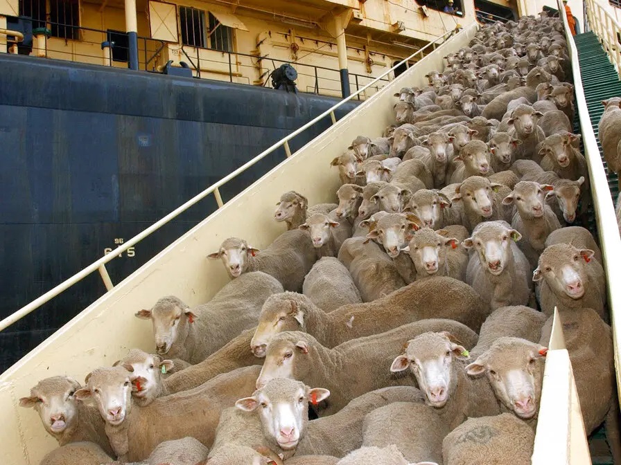 أستراليا تحظر تصدير الخراف الحية لدول منها الأردن خوفا على حياتها