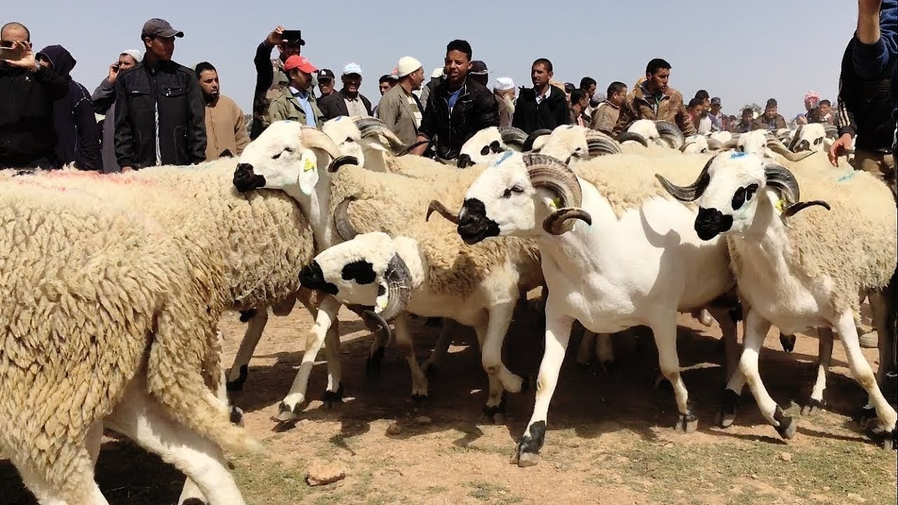 إلغاء شعيرة الأضحى في المغرب .. فيديو