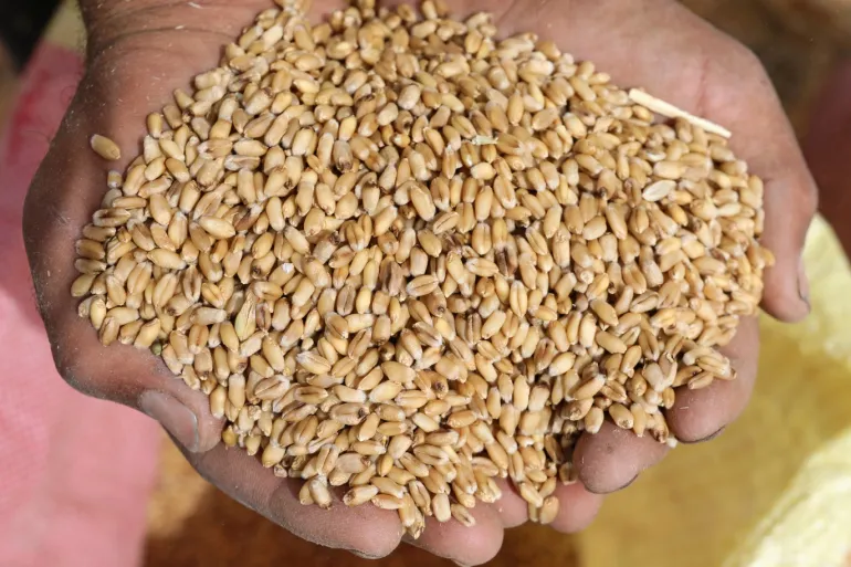 طرح عطاء لشراء كميات من القمح
